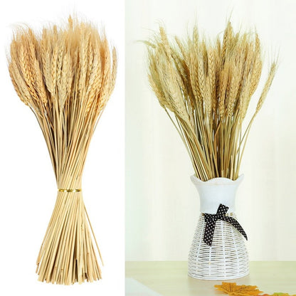 Dried Wheat Stalks Stems