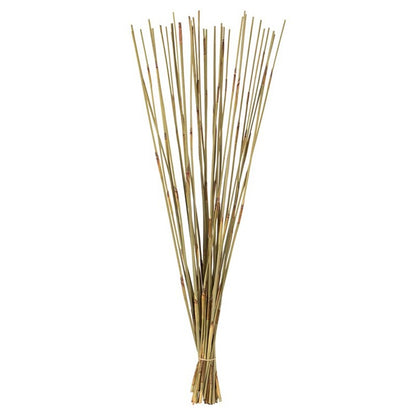 Natural Dried Elephant Reed