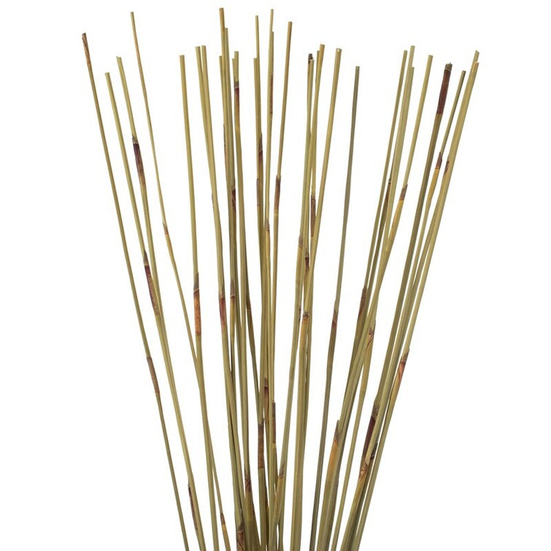 Natural Dried Elephant Reed