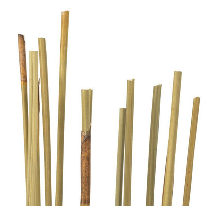 Natural Dried Elephant Reed