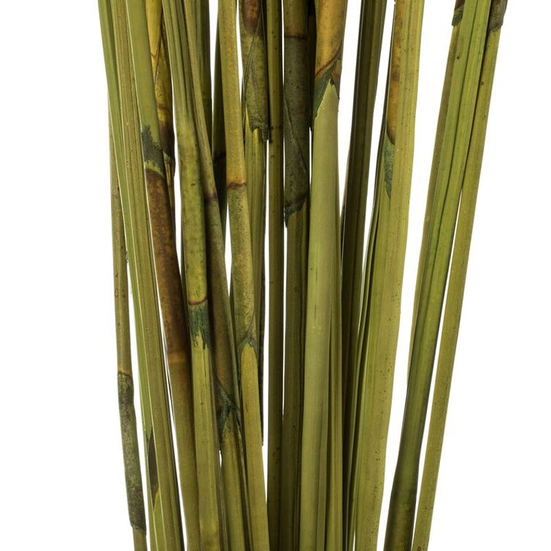 Basil Dried Elephant Reed