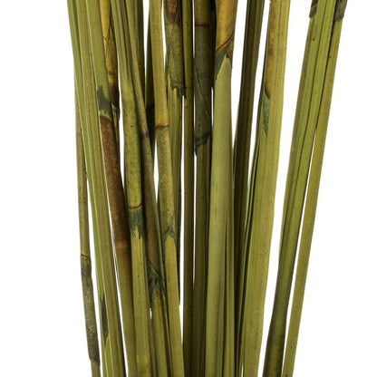 Basil Dried Elephant Reed