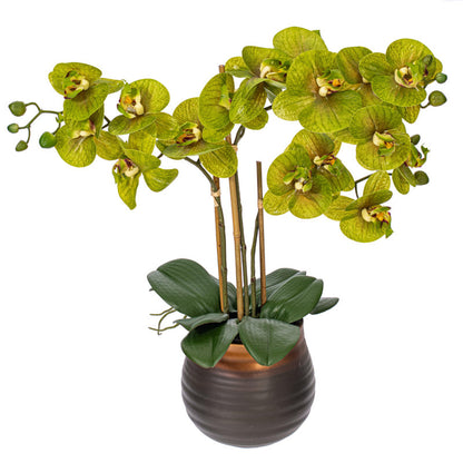 Real Touch Potted Phalaenopsis Plant