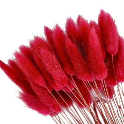 Red Preserved Lagurus Ovatus Plant - Set of 150