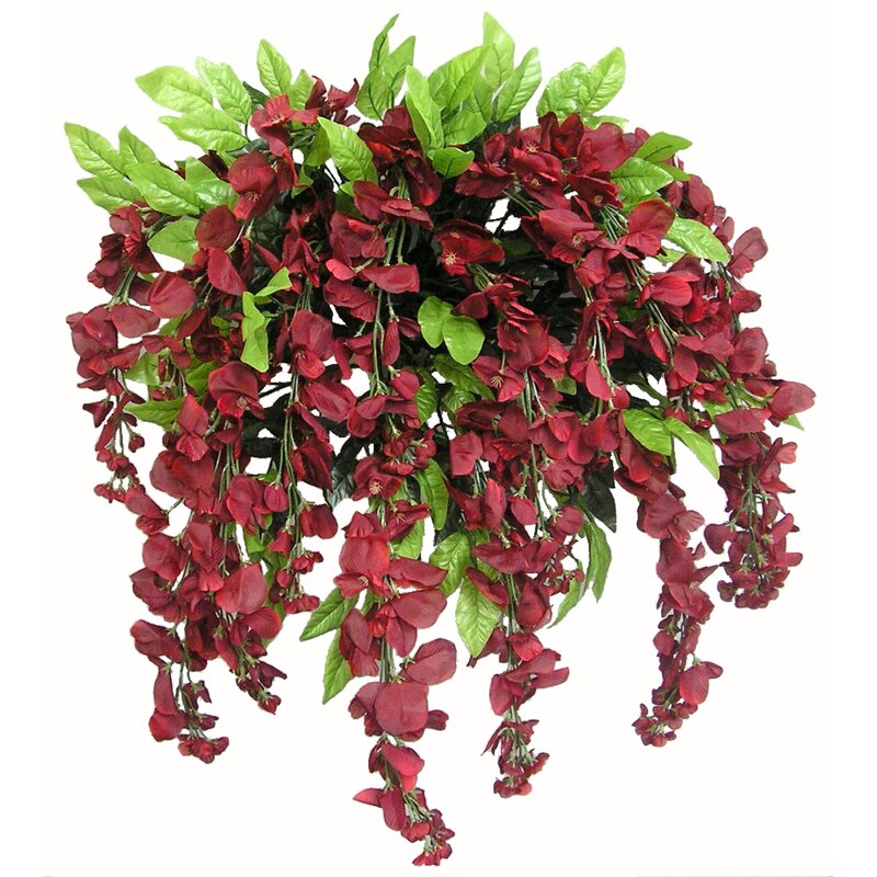 Burgundy Wisteria Plant Arrangement