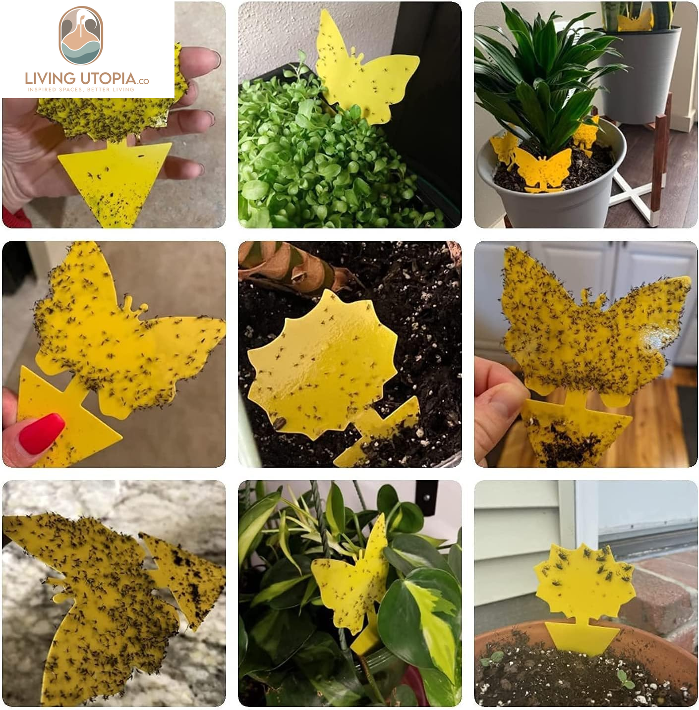 Yellow Sticky Fungus Gnat Traps – 40 Pack
