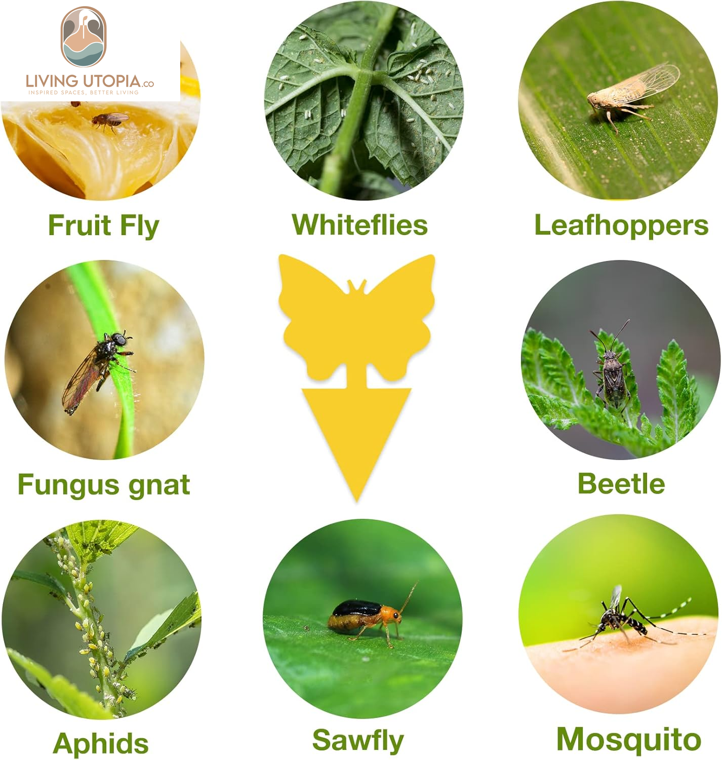 Yellow Sticky Fungus Gnat Traps – 40 Pack