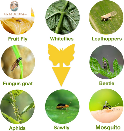 Yellow Sticky Fungus Gnat Traps – 40 Pack