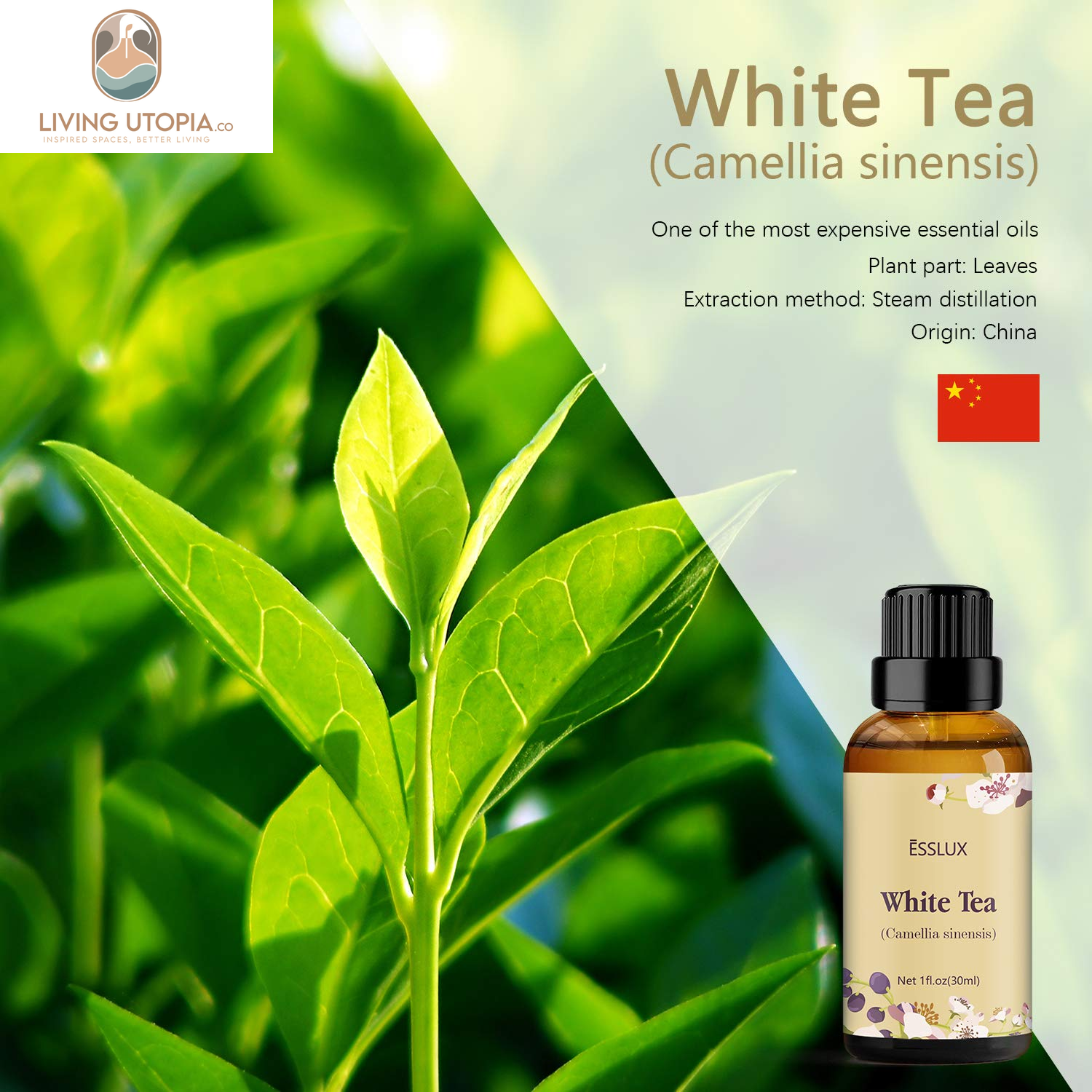 White Tea Essential Oil,  Aromatherapy Essential Oils for Diffuser, Massage, Soap, Candle Making, Home Fragrance, 30 Ml